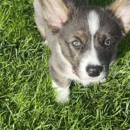 American Corgi Puppies from Patriot American Corgi