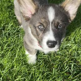 American Corgi Puppies from Patriot American Corgi