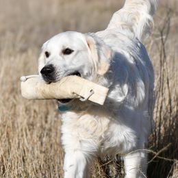 Fergus - Light golden male Golden Retriever puppy in Modesto, California from Rooster Valley Golden Retrievers