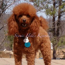 Poodle puppies from Scenic Hills Kennels