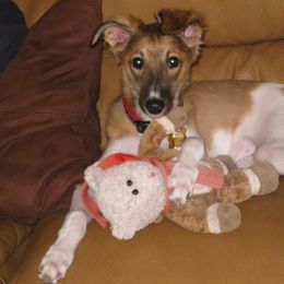 Silken Windhound Puppies from Allagante Silkens