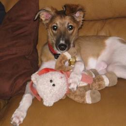 Silken Windhound Puppies from Allagante Silkens