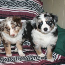 Australian Shepherd Puppies from M3 Sassafrass Ranch