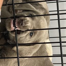 Dilute Retriever Puppies from Virdin’s Silver Labs