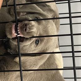 Dilute Retriever Puppies from Virdin’s Silver Labs