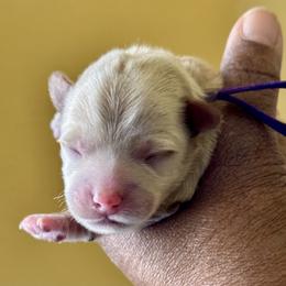 Purple Collar Boy - Sable male Yorkipoo puppy in Las Vegas, Nevada from Plush Toy Poodle Puppies & Pals