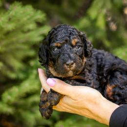 Bernedoodle and Goldendoodle Puppies from Saratoga Springs Doodles
