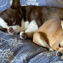 Chihuahuas from Lamaster Lux Chiuhua’s