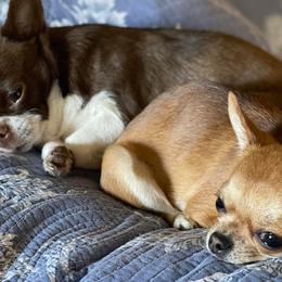 Chihuahuas from Lamaster Lux Chiuhua’s