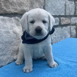 Addie's Black Collar - Yellow male Labrador Retriever puppy in Mansfield, Missouri from Leadhill Labs