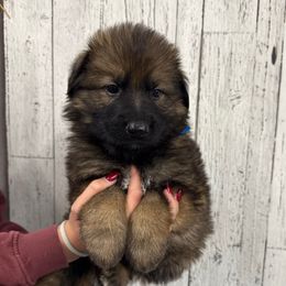 Blue puma male - Sable male German Shepherd puppy in Herrick, South Dakota from Dakota Shepherds Kennels