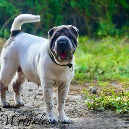 Freckles - Chinese Shar-Pei