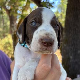Onion - light blue collar - Liver and white male German Shorthaired Pointer puppy in Mokelumne Hill, California from Underhill GSP