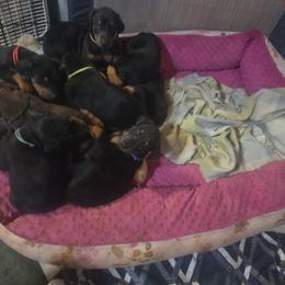Red collar - Black and rust male Doberman Pinscher puppy in Santa Clarita, California from Riviera Dobermans
