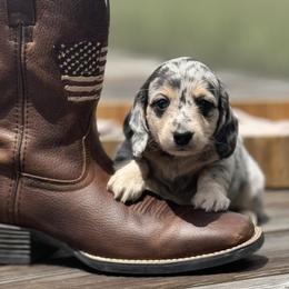 Dachshund Puppies from Coastal Bluff Pups