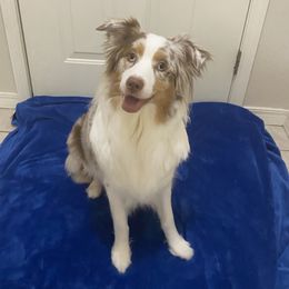 Remi - Australian Shepherd