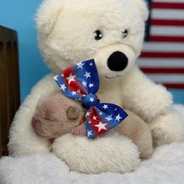 Brown collar male - Cream male French Bulldog puppy in Jefferson City, Missouri from Central Frenchie Haven