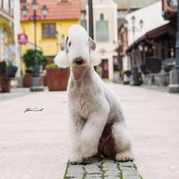 VANECHKA - Bedlington Terrier