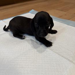 Mantis - Black female Dachshund puppy in Atwater, California from Dachshunds of cali