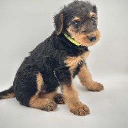 Lime Green Male - male Airedale Terrier puppy in Marshallville, Ohio from Anne's Pups
