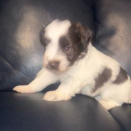 Dolly - Parti female Miniature Schnauzer puppy in Salisbury, North Carolina from Truffle Tail Schnauzers