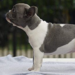 American Staffordshire Terriers and French Bulldogs from Pirouette Am Staffs and Incroyableu French Bulldogs