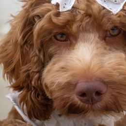 Lulu - Cockapoo
