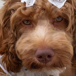 Lulu - Cockapoo