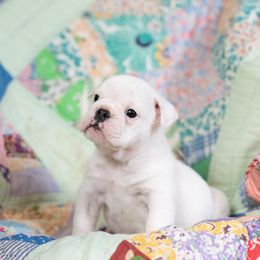 Bulldog Puppies from Brandywine Bulldogs