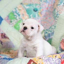 Bulldog Puppies from Brandywine Bulldogs