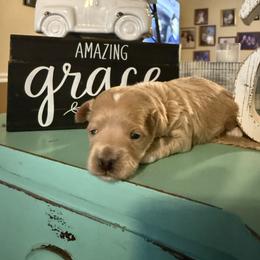 Boy 1 - Apricot male Maltipoo puppy in Cottondale, Florida from Pat’s precious puppies