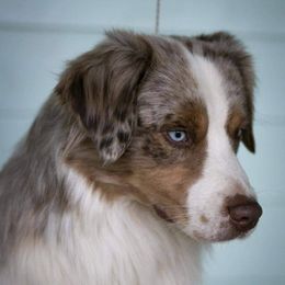 freddy  - Miniature American Shepherd
