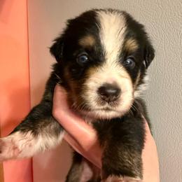 Yukon - Black tri-color male Australian Shepherd puppy in Altmar, New York from E&C Australian Shepherds