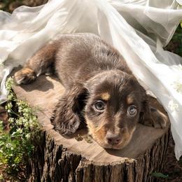 AKC Chocolate female - Chocolate and tan female Dachshund puppy in Glen St Mary, Florida from Little Pawz, LLC