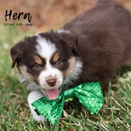 Australian Shepherd, Miniature American Shepherd, Miniature Australian Shepherd, and Toy Australian Shepherd Puppies from TK Standard, Mini, & Toy Aussies