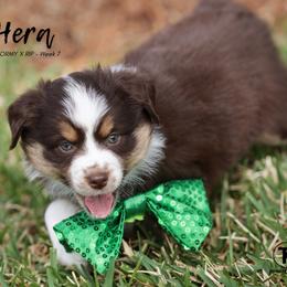 Australian Shepherd, Miniature American Shepherd, Miniature Australian Shepherd, and Toy Australian Shepherd Puppies from TK Standard, Mini, & Toy Aussies