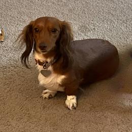 Millie - Dachshund
