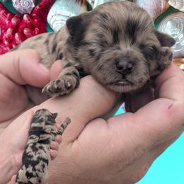 Girl 1 - Merle female Shihpoo puppy in Coshocton, Ohio from Forever Family Puppies