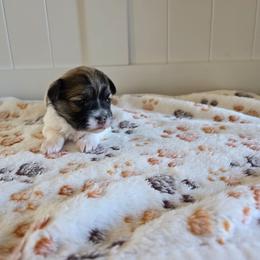 Girl1 - White female Havanese puppy in Batesville, Arkansas from Hillbilly Havanese