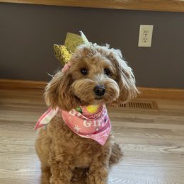 Goldendoodle Puppies from Northwoods Goldendoodles