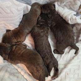 Girl 1 - Chocolate female Labrador Retriever puppy in Dartmouth, Massachusetts from Dolce Amore Labradors