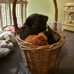 Penny GREEN COLLAR - Black female Pug puppy in Hesperia, Michigan from Manistee Farms