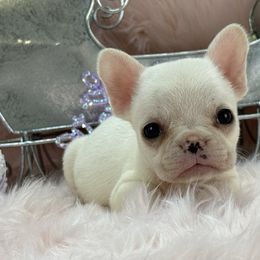 Maple - Cream female French Bulldog puppy in Tulsa, Oklahoma from EvergreenEliteKennel