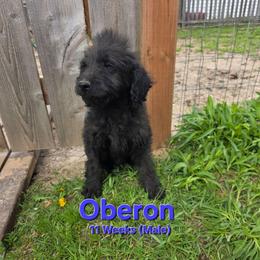 Oberon - Black male Labradoodle puppy in Genoa City, Wisconsin from Sakura Pups