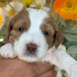 Britney Spears - Parti female Goldendoodle puppy in Yuciapa, California from AlltheDoodlez_