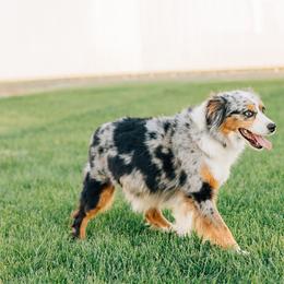 Skye - Miniature Australian Shepherd