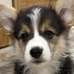 Pembroke Welsh Corgis from M Bar 2 corgis