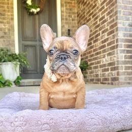 Calli - Brindle and white female French Bulldog puppy in Willis, Texas from Maranda Cianceruso