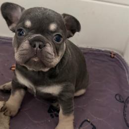 Dolly - Blue female French Bulldog puppy in Philadelphia, Pennsylvania from Kiki Leigh Frenchies