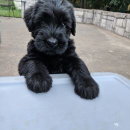 Giant Schnauzer Puppies from Riesenschnauzers von Reh Bach
